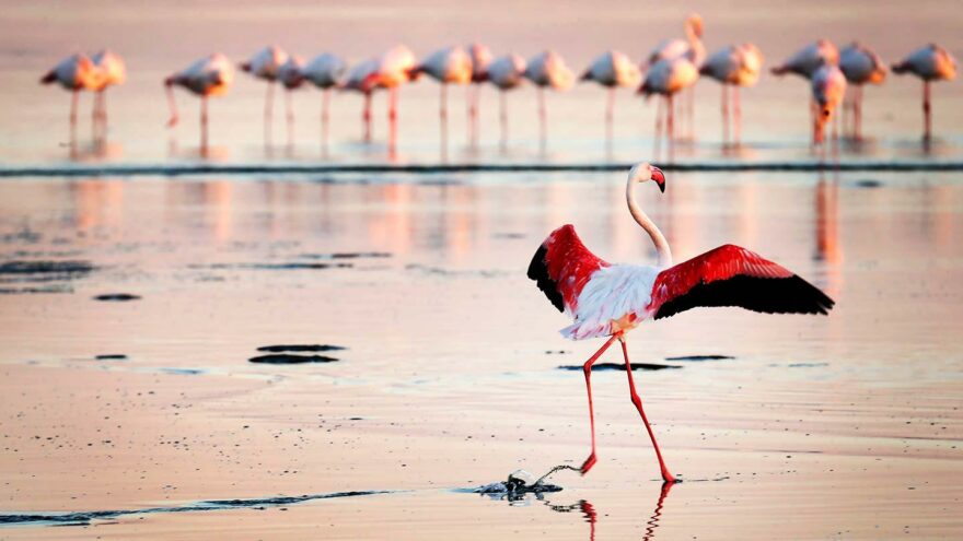 flamingot kävelevät vetten päällä Namibia Walvis Bay