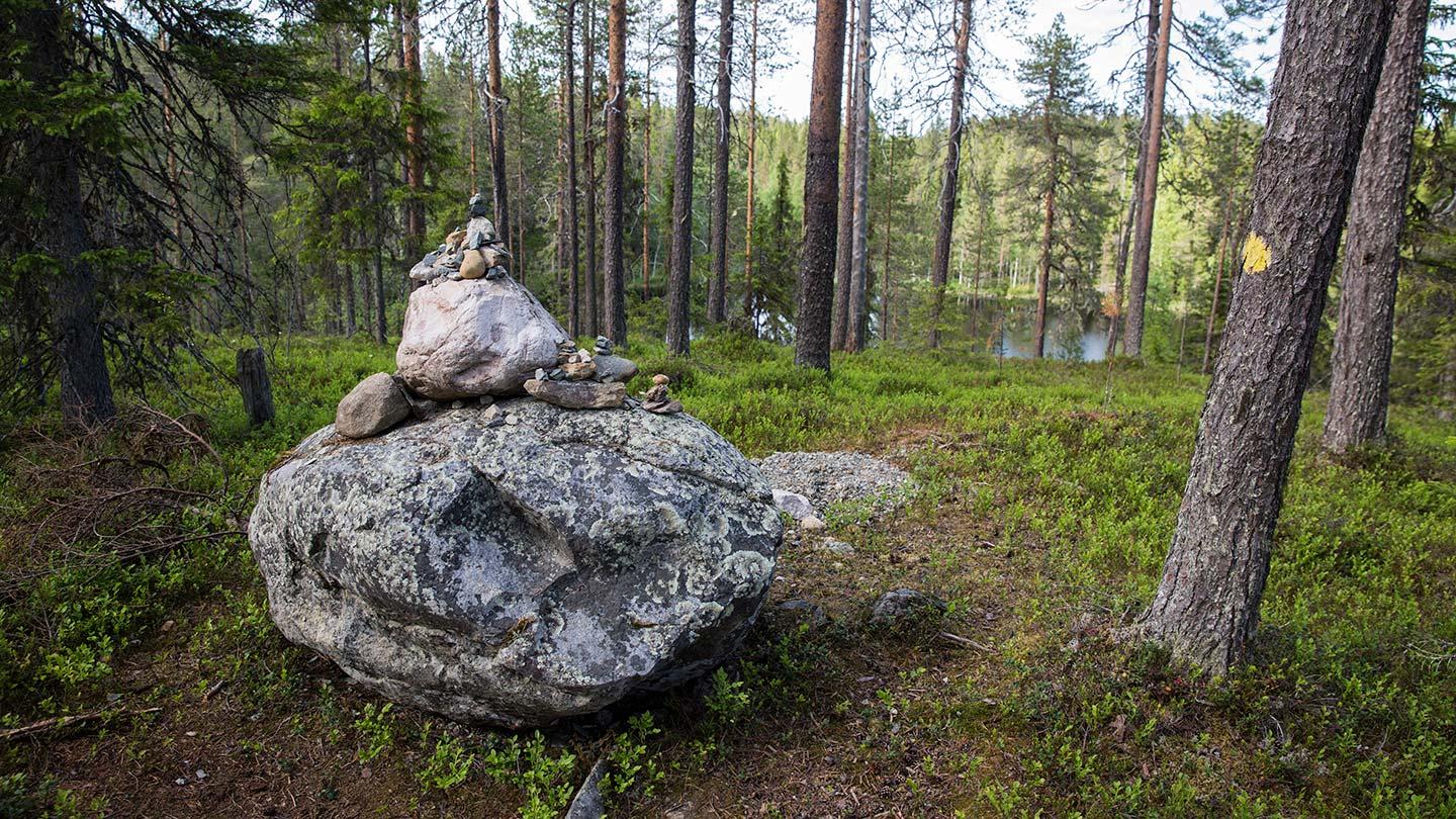 Suomi100-juhlavuosi innostaa metsien suojeluun
