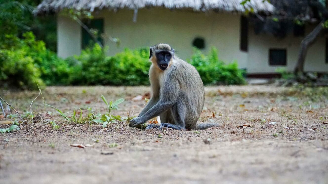 Päivänkuva: Gambia apina