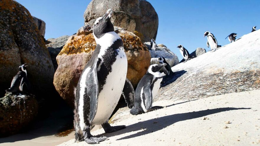 Etelä-Afrikka pingviinit