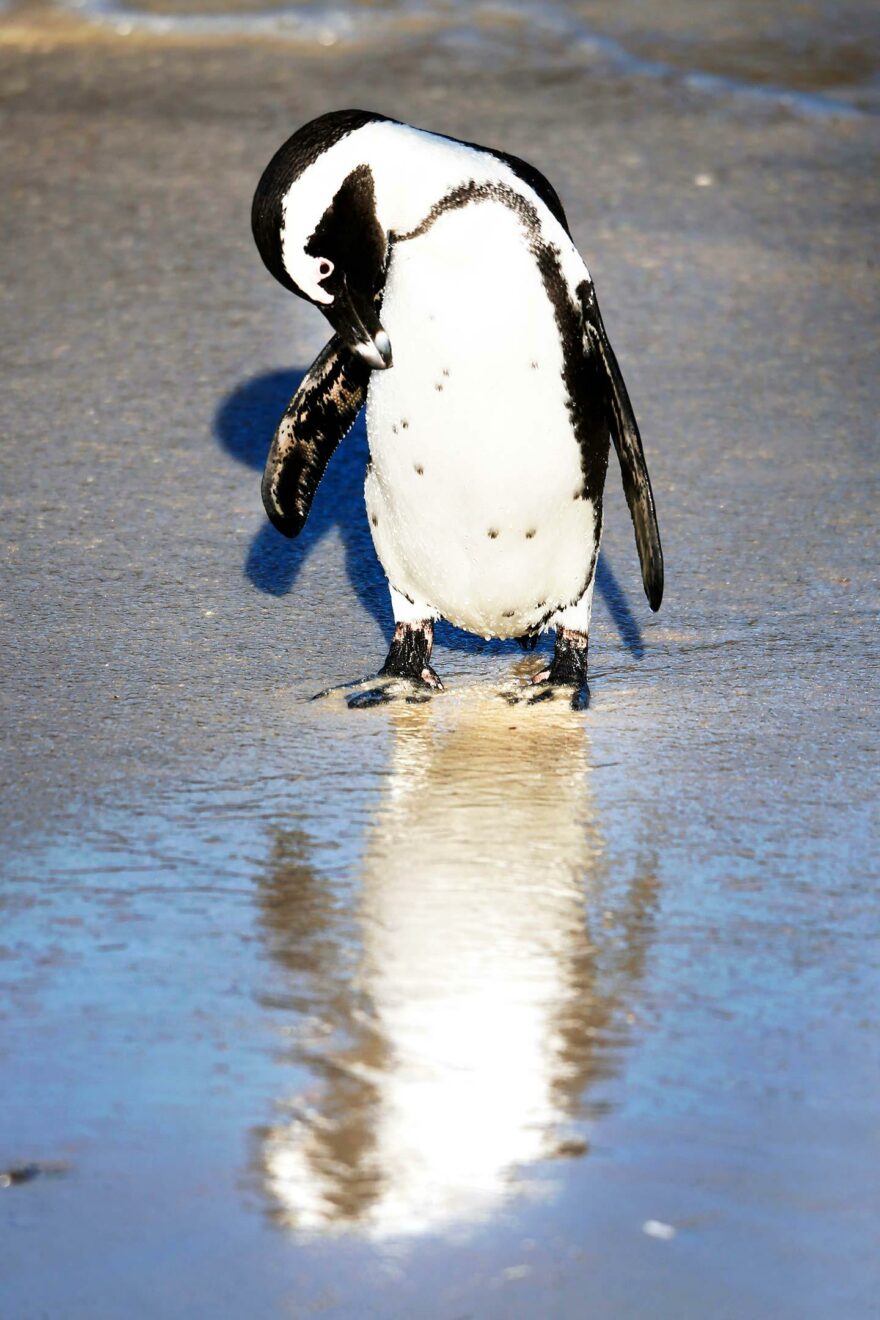 Etelä-Afrikka pingviinit