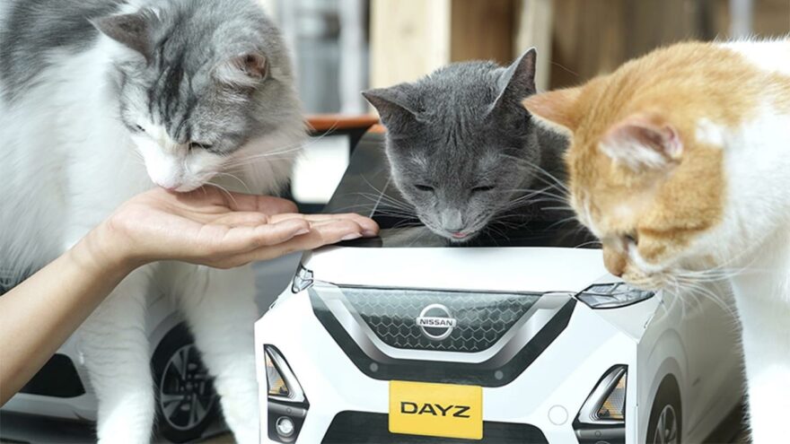 Nissan DayZ kissat kissakahvila