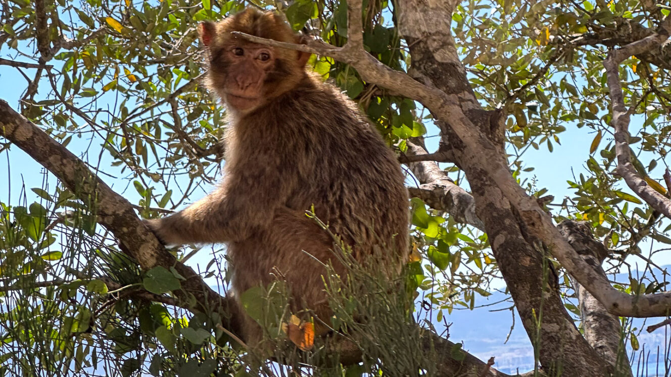Gibraltar apina päivän kuva matkailu