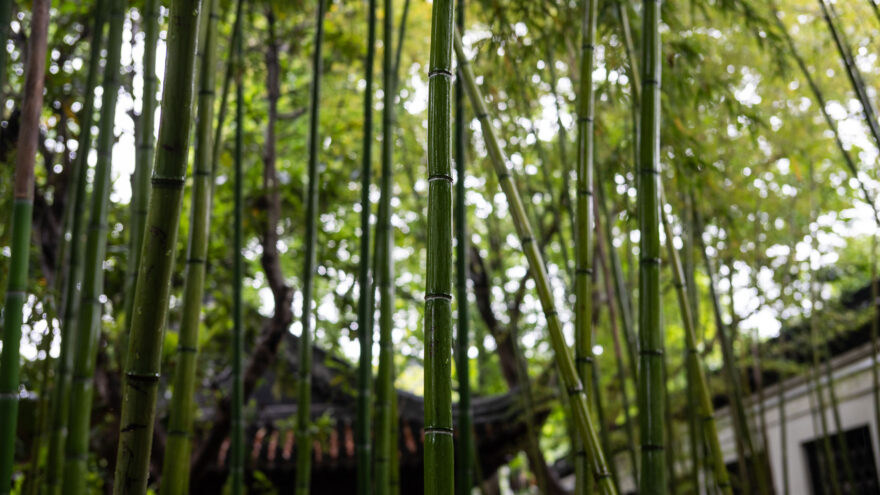 Shanghai Yu Garden Yuyuan Garden puutarha