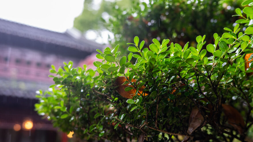 Shanghai Yu Garden Yuyuan Garden puutarha
